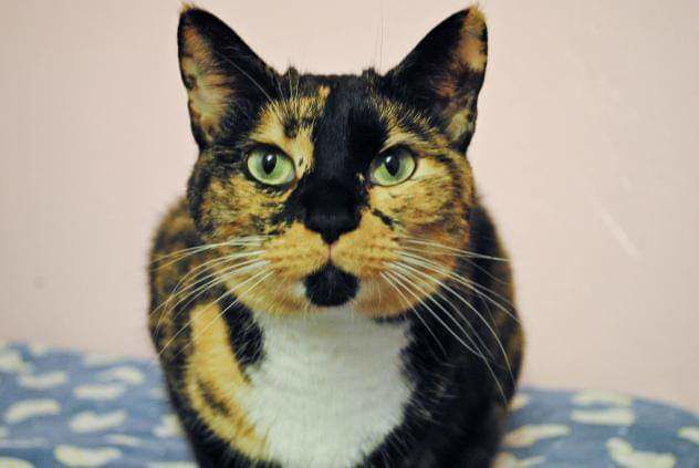 Adopt a friend: Abbey